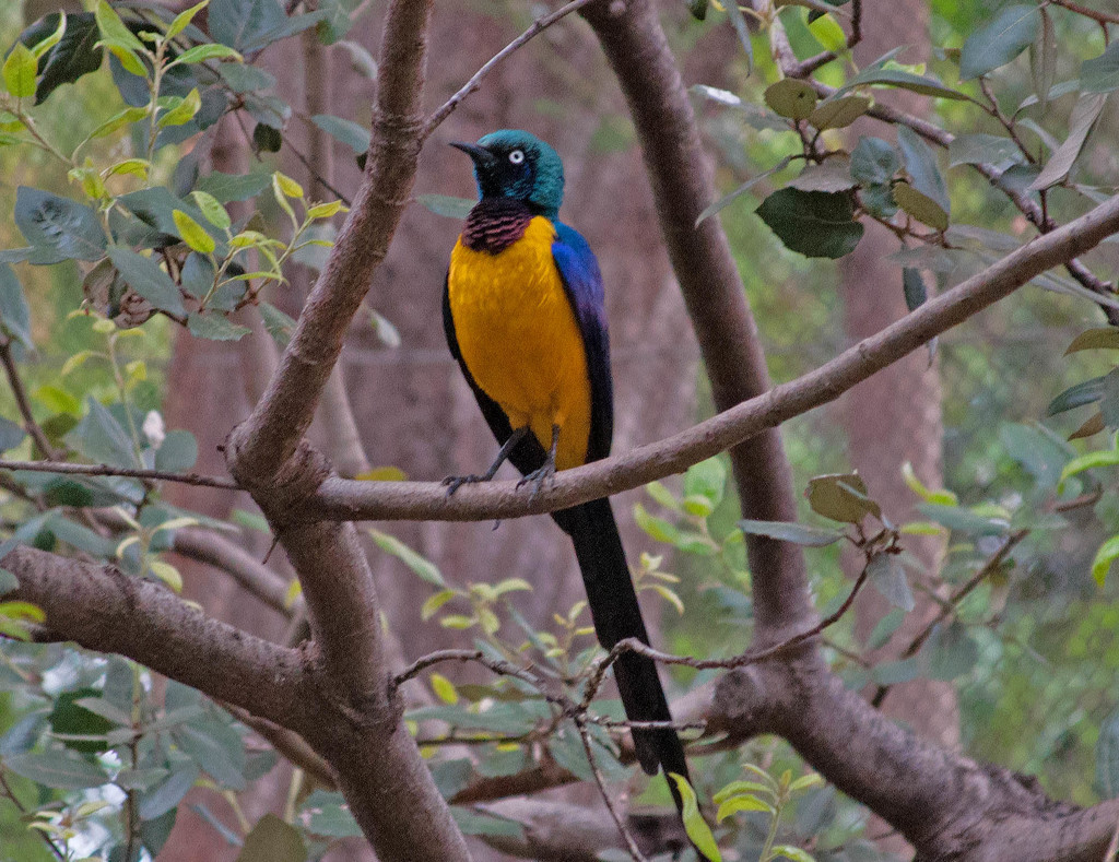 Golden Breasted Starling by philbacon