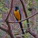 Golden Breasted Starling by philbacon