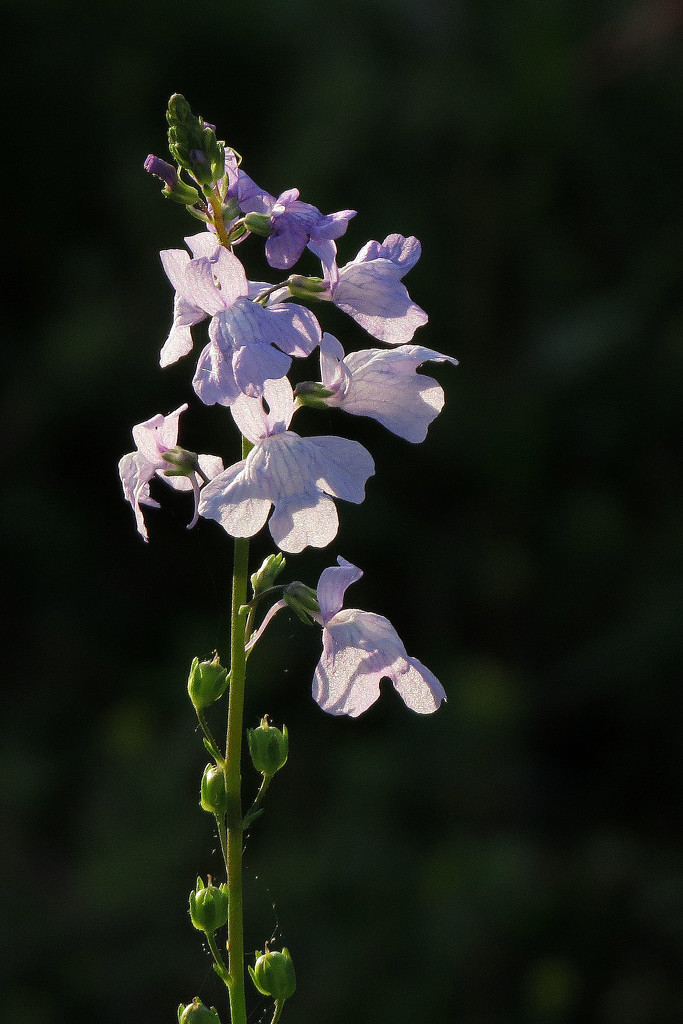 Toadflax - What a Name! by milaniet