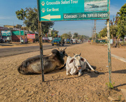 4th May 2017 - 118 - In India cows in the road and on the pavements are an everyday hazard