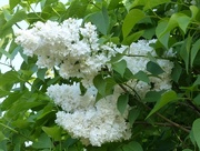 2nd May 2017 - White Lilac