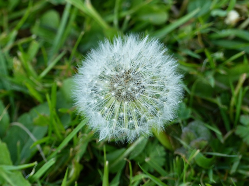 Dandelion Clock by foxes37