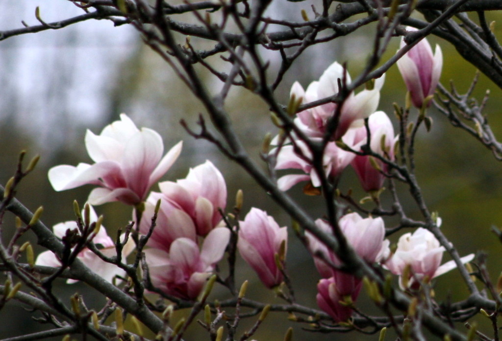 Magnolia tree by bruni