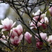 Magnolia tree by bruni