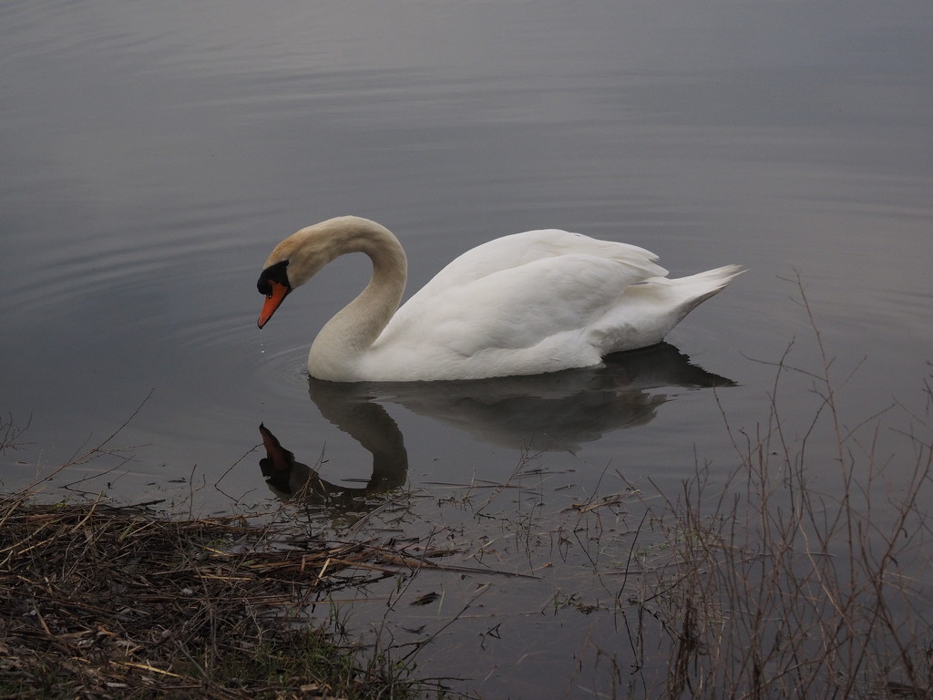 Lone Swan by selkie