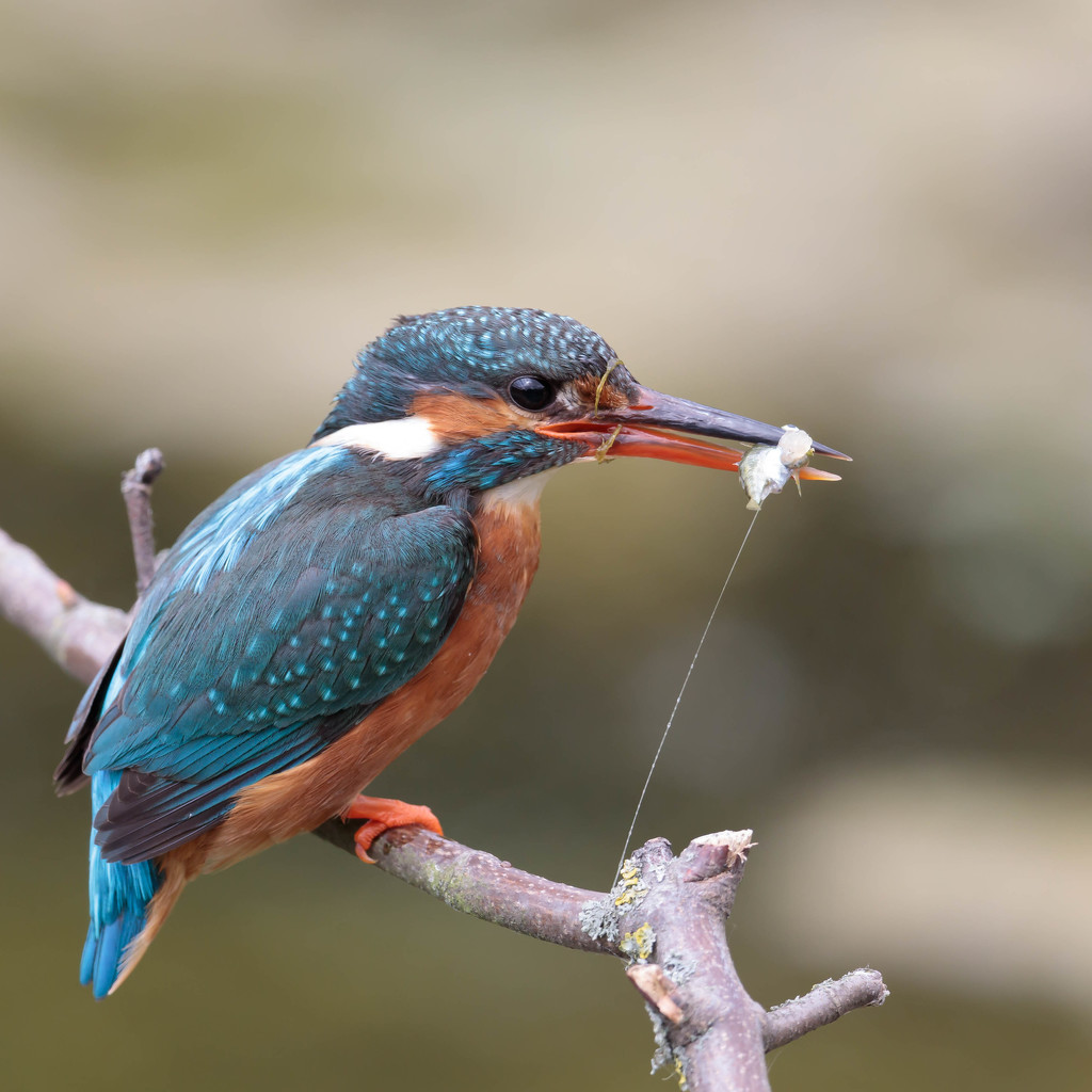 Female Kingfisher -closest yet by padlock