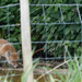 Fox Cub-getting brave by padlock