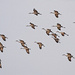 Sandhill Cranes by tosee