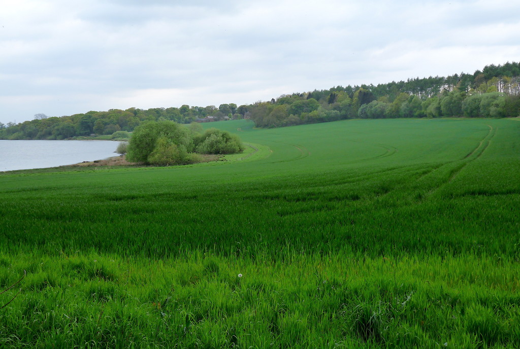 Blithfield reservoir by sabresun