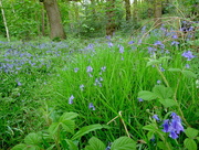 4th May 2017 - Bluebell wood