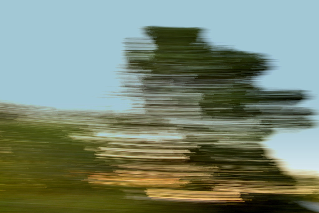 Trees in motion by salza