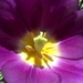 Tulip by daffodill