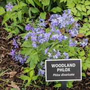 4th May 2017 - Woodland Phlox