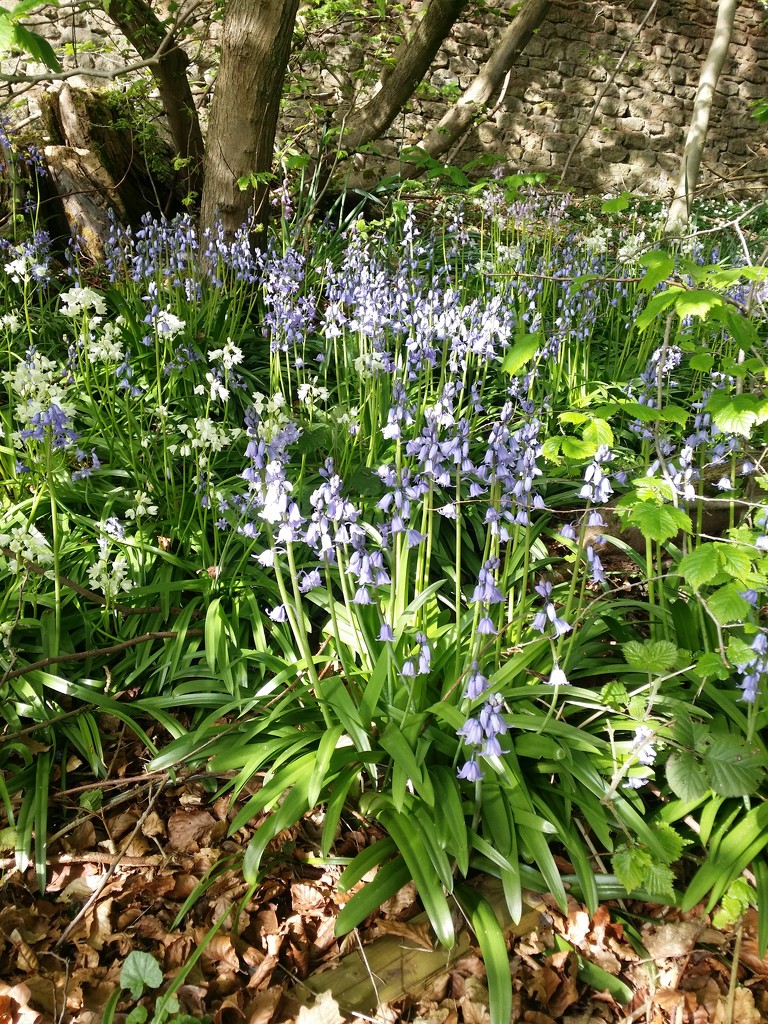 Bluebells  by janetr