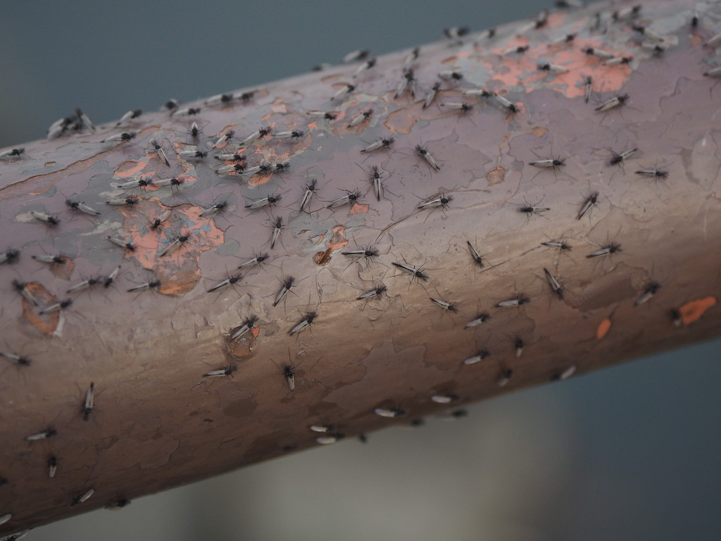 Gnats on a Rail by selkie