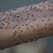 Gnats on a Rail by selkie