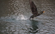 30th Apr 2017 - Cormorant Take Off