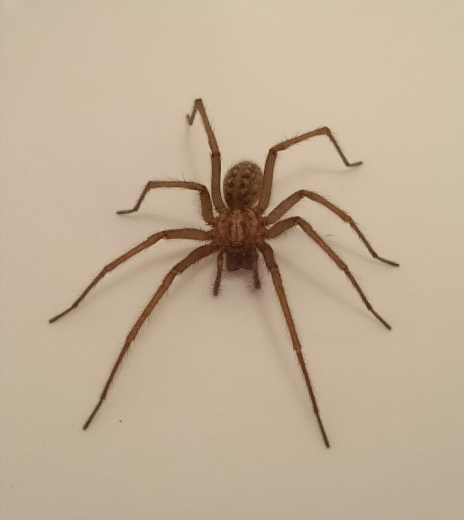 Spider in the bath! by bigmxx