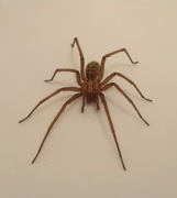 4th May 2017 - Spider in the bath!