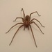 Spider in the bath! by bigmxx