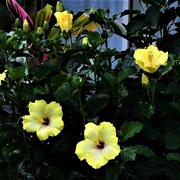 5th May 2017 - Yellow Hibiscus ~