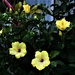 Yellow Hibiscus ~ by happysnaps