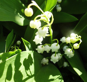 3rd May 2017 - Lily-of-the-valley