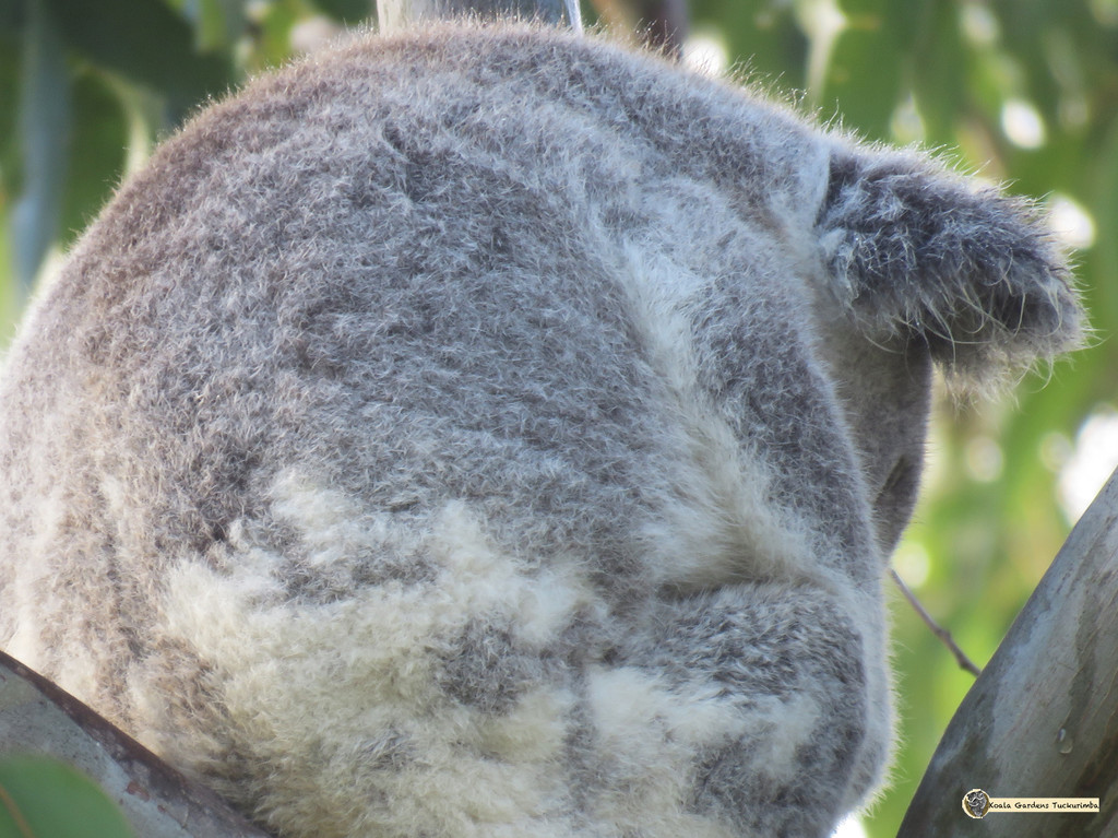 light dewfall by koalagardens
