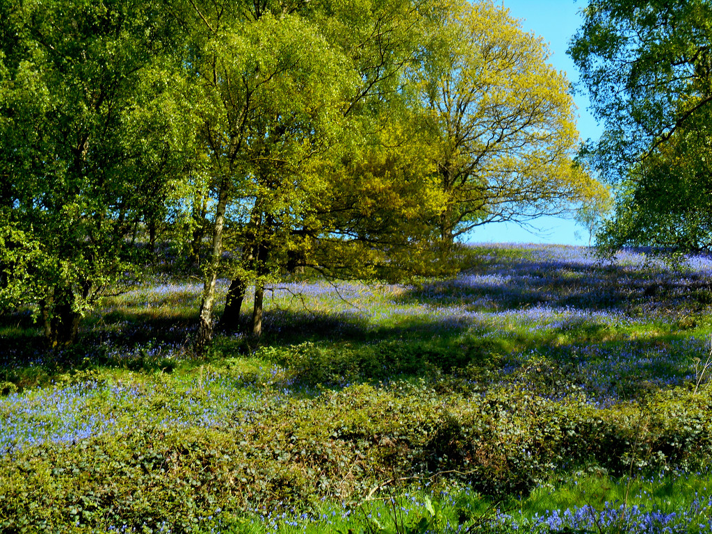 Bluebells as far as you can see..... by snowy