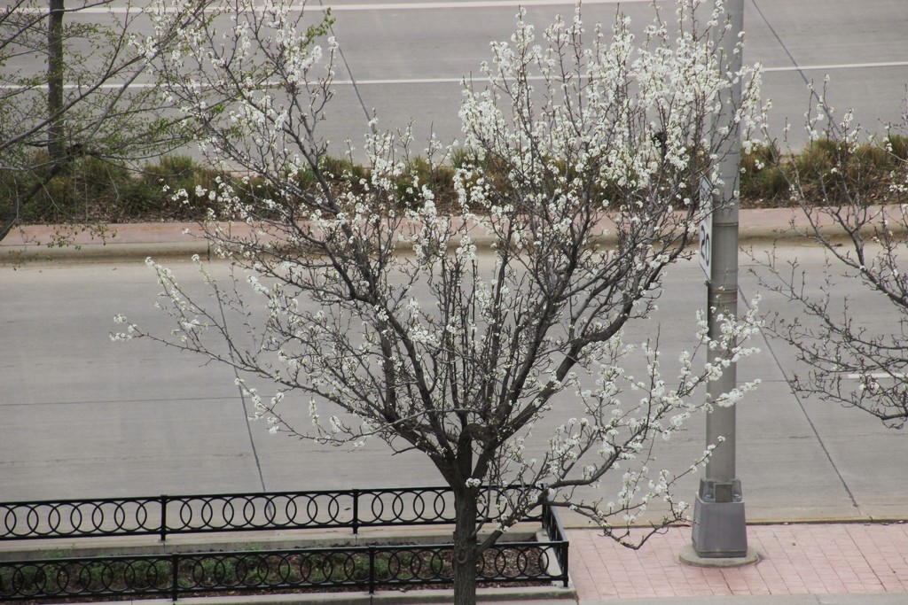 A Tree Blooms in Sioux Falls by bjchipman