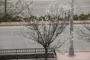 20th Apr 2017 - A Tree Blooms in Sioux Falls
