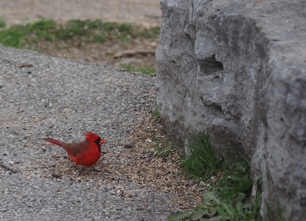 Cardinal by selkie