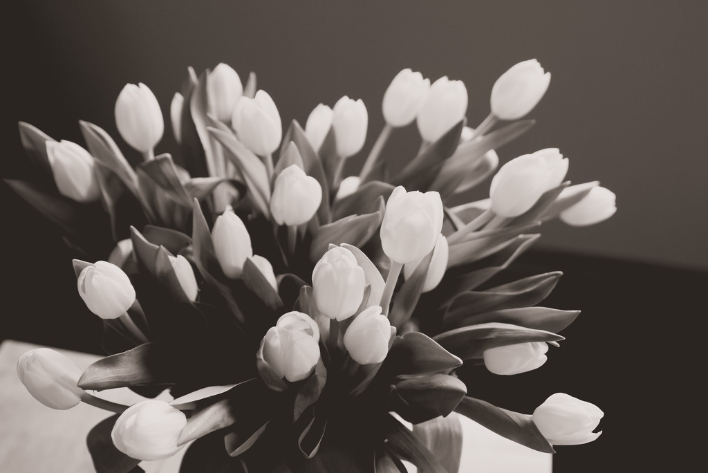 White tulips by tracymeurs