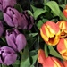 Tulips by caitnessa