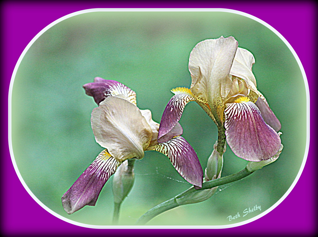 Pair of Bearded Iris by vernabeth