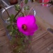Flowering Basil by mozette