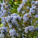 Californian Lilac by g3xbm