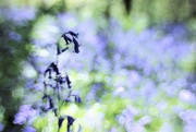 5th May 2017 - Lensbaby Bells