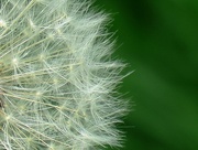 5th May 2017 - Dandelion Downy Tufts