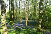 4th May 2017 - bluebell wood