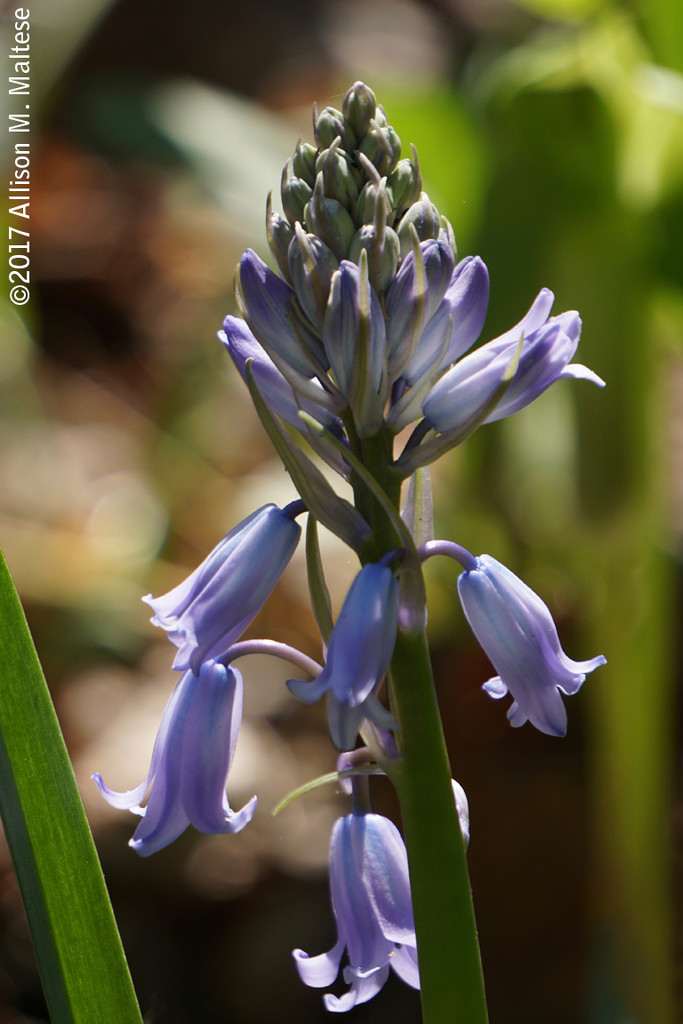 Budding Spanish Bluebell by falcon11
