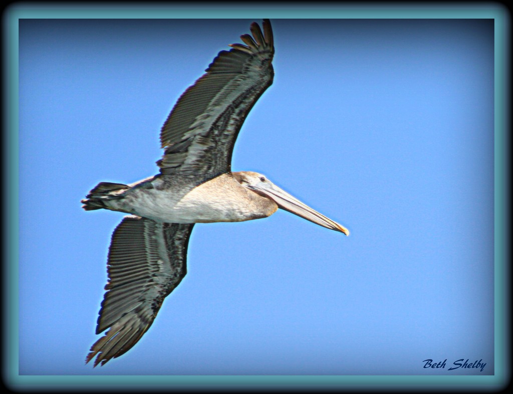 Pelican in Flight by vernabeth