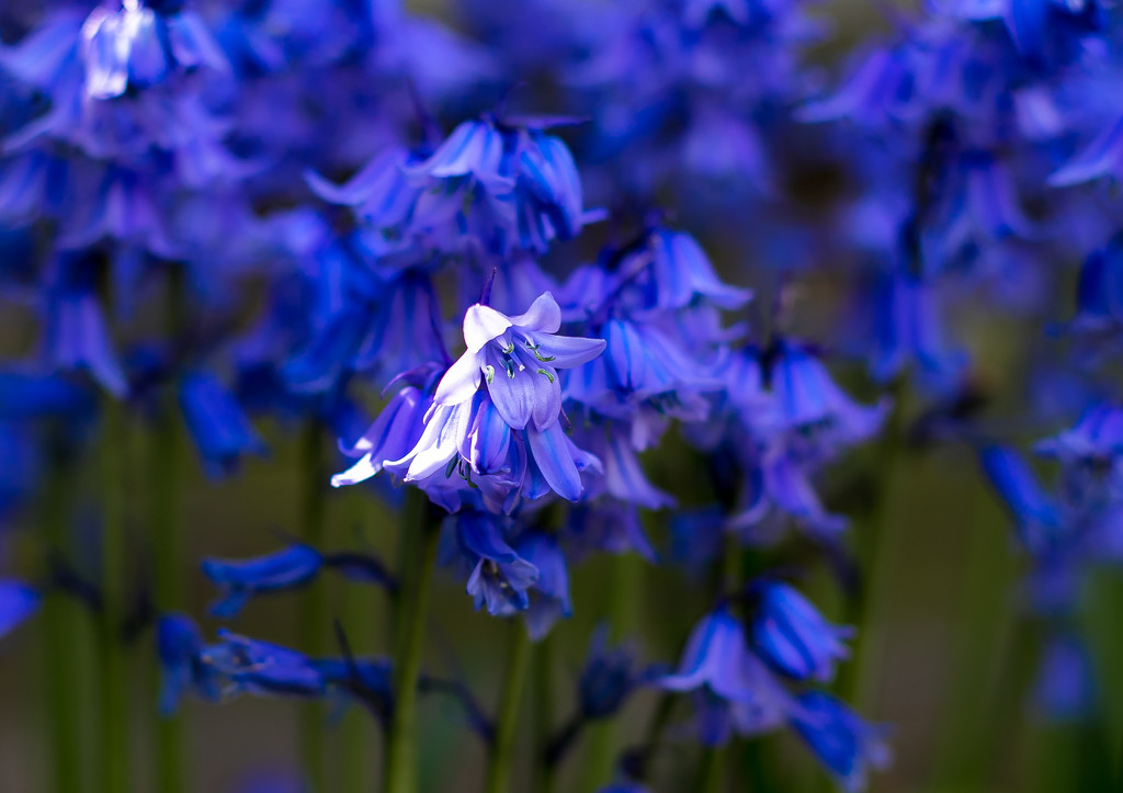 Bluebells by peadar