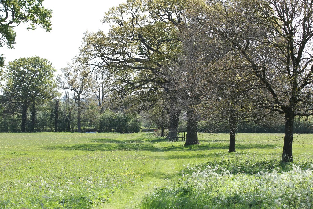 Eades Meadow by daffodill
