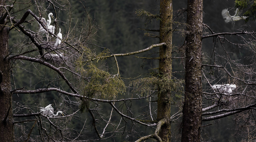White Egret Rookery by jgpittenger