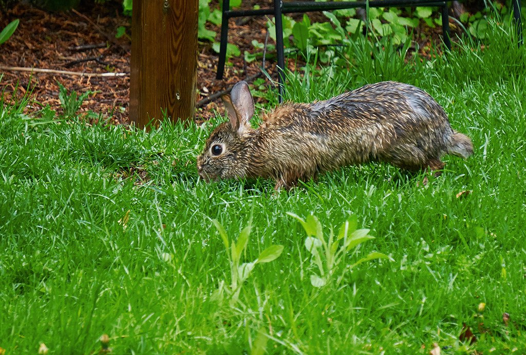 Grazing Rabbit by gardencat