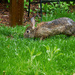 Grazing Rabbit by gardencat