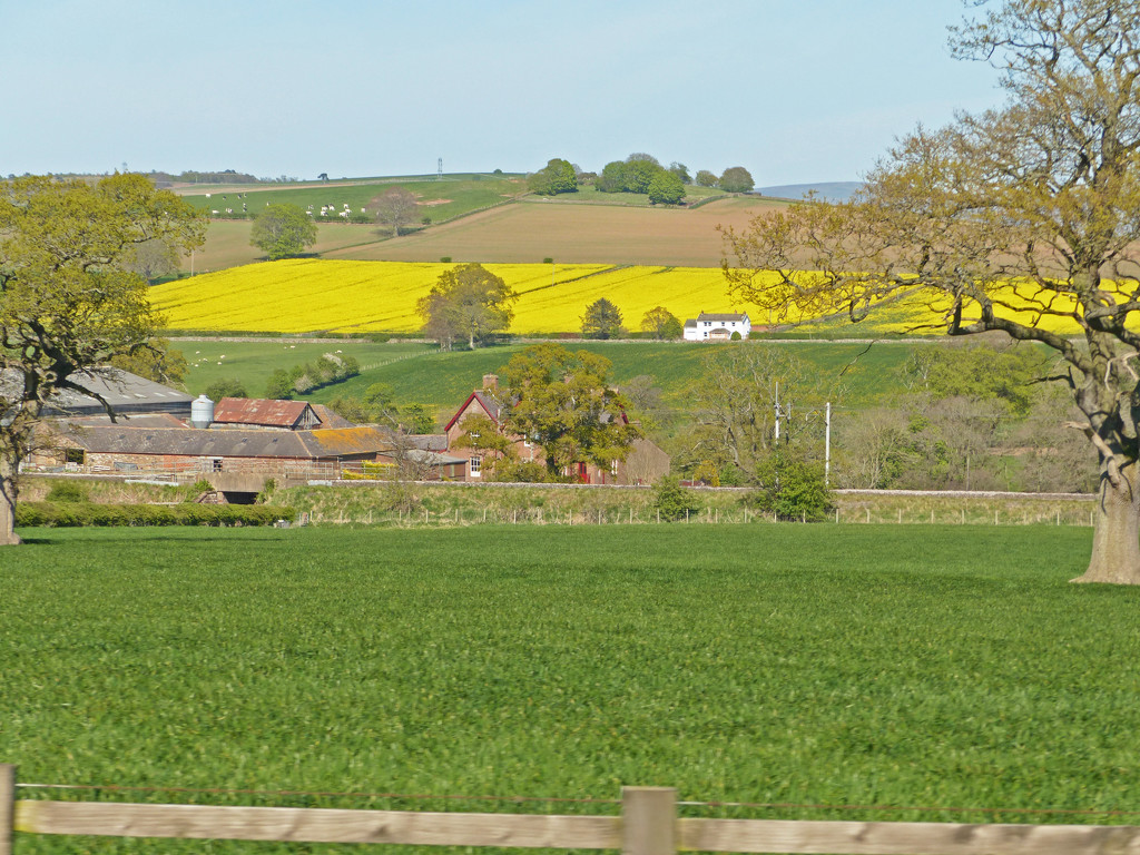 Vivid yellow by shirleybankfarm