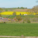 Vivid yellow by shirleybankfarm