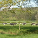 The cows are out. by shirleybankfarm